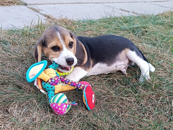 Beagle Welpe kaufen