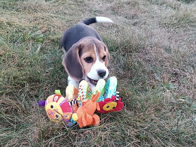 Beagle Welpe kaufen