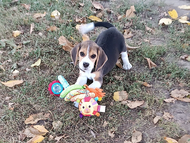 Beagle Welpe kaufen
