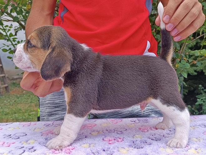 Beagle Welpe kaufen