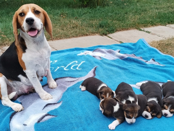 Beagle Welpe kaufen