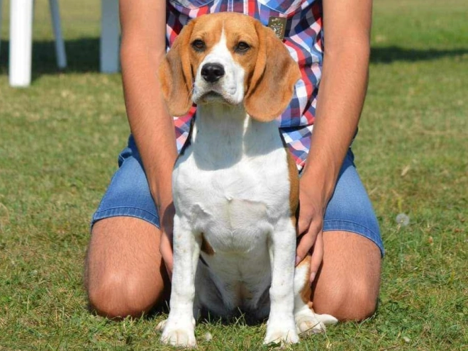 Beagle Welpe kaufen