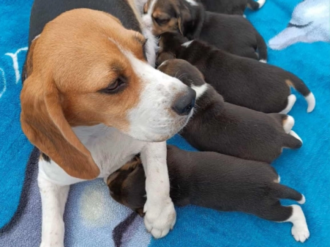 Beagle Welpe kaufen