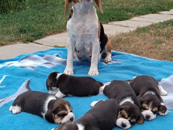 Beagle Welpe kaufen