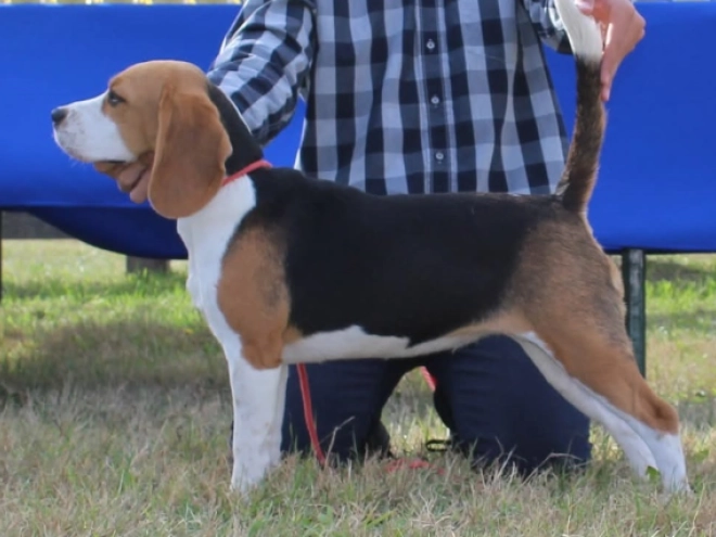Beagle Welpe kaufen