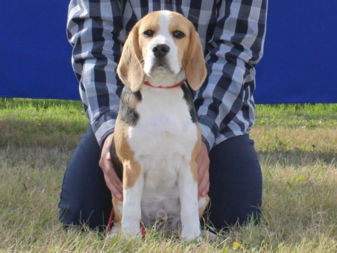 Beagle Welpe kaufen