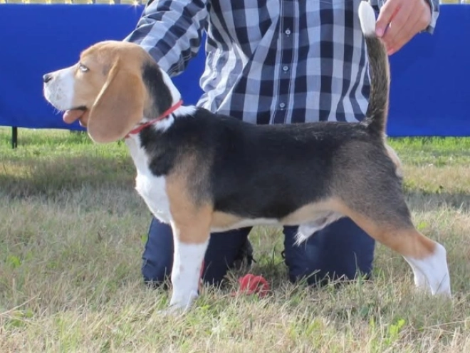 Beagle Welpe kaufen