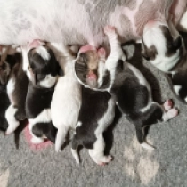 Promising Litter, tricolor Beagle for sale