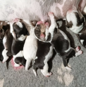 Beagle Welpe kaufen
