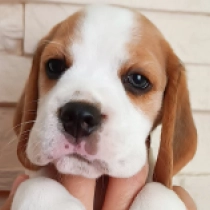 Murphy, tricolor Beagle en venta
