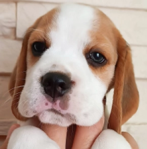 Perros Beagle en venta