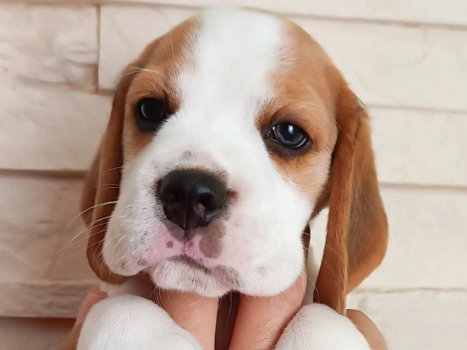 Perros Beagle en venta