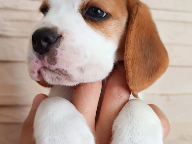 Perros Beagle en venta
