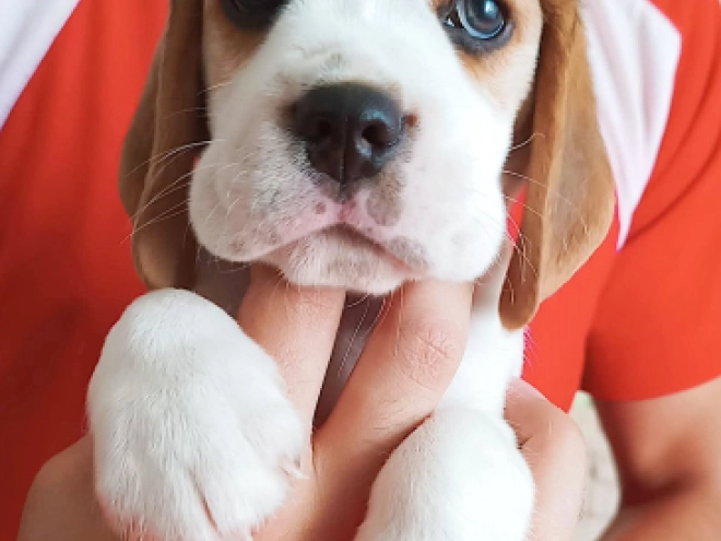 Perros Beagle en venta