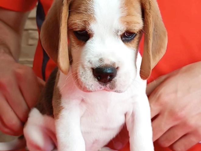 Perros Beagle en venta