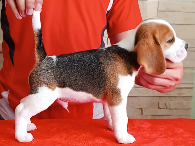 Perros Beagle en venta