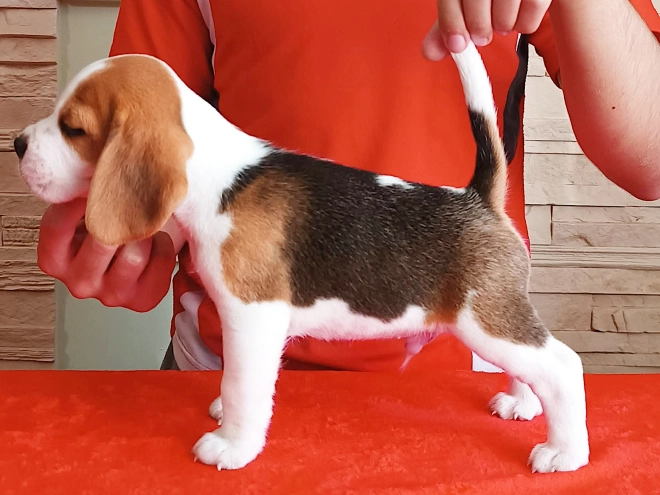 Perros Beagle en venta