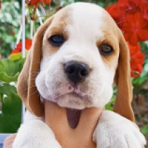 Murphy, tricolor Beagle for sale