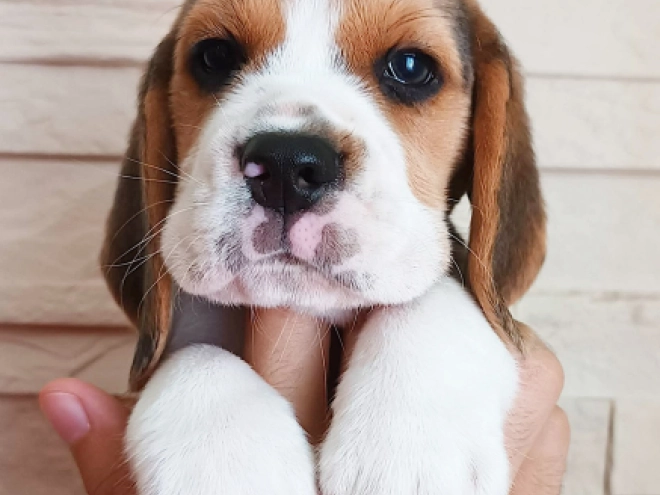 Perros Beagle en venta