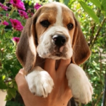 Magnum, tricolor Beagle for sale