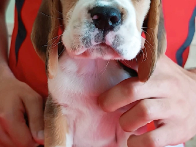 Perros Beagle en venta