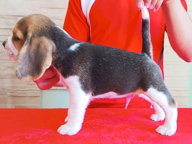 Perros Beagle en venta