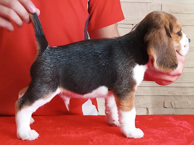 Perros Beagle en venta
