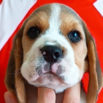 Magnum, tricolor Beagle for sale