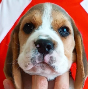 Perros Beagle en venta