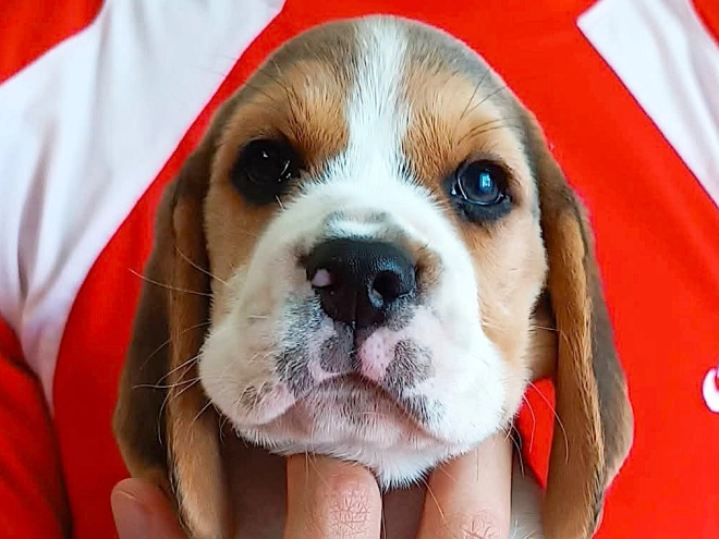 Perros Beagle en venta