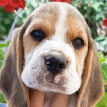 Magnum, tricolor Beagle Welpen kaufen