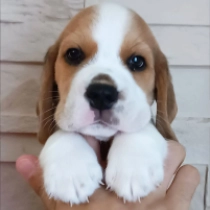 Maston, tricolor Beagle for sale