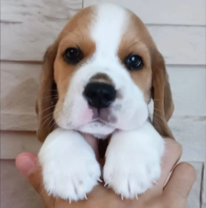 Perros Beagle en venta
