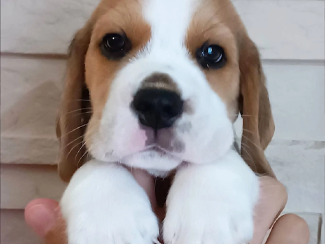 Perros Beagle en venta