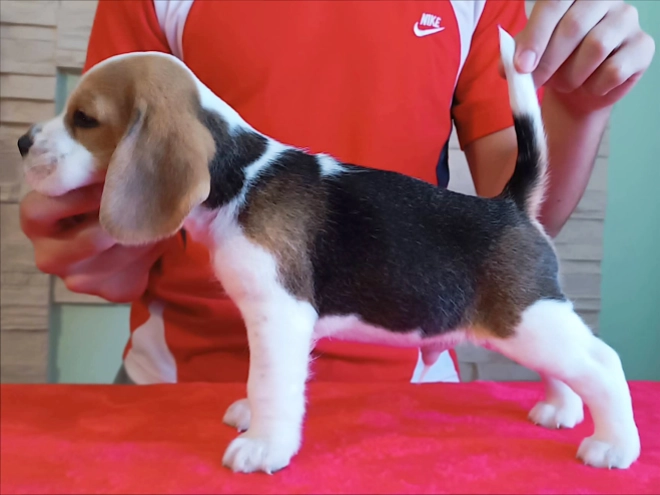 Perros Beagle en venta