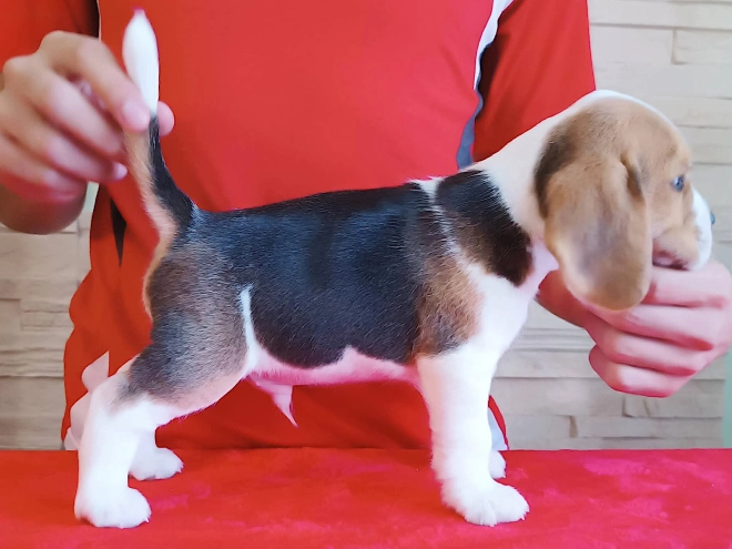 Perros Beagle en venta