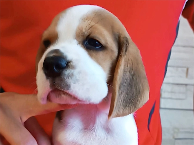 Perros Beagle en venta