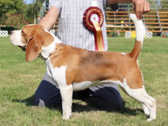 Perros Beagle en venta