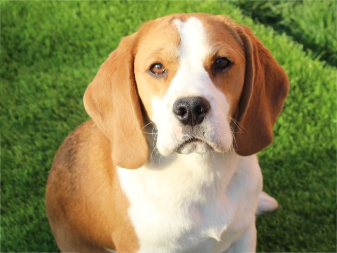 Perros Beagle en venta