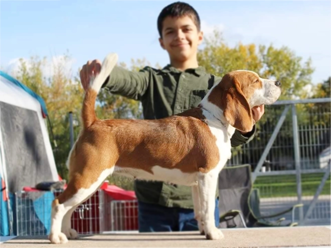 Perros Beagle en venta