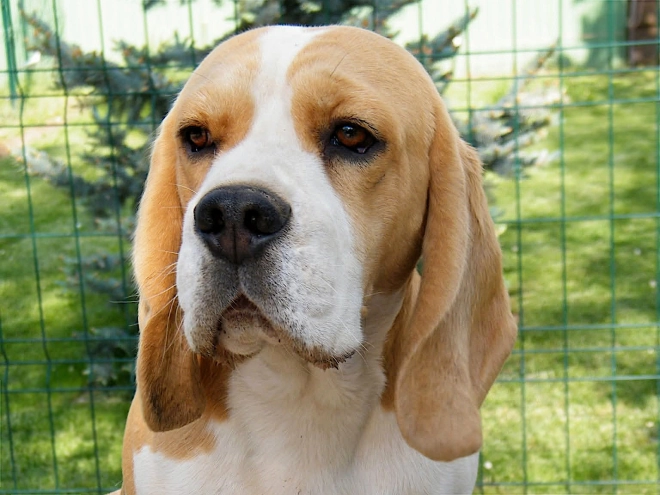 Perros Beagle en venta