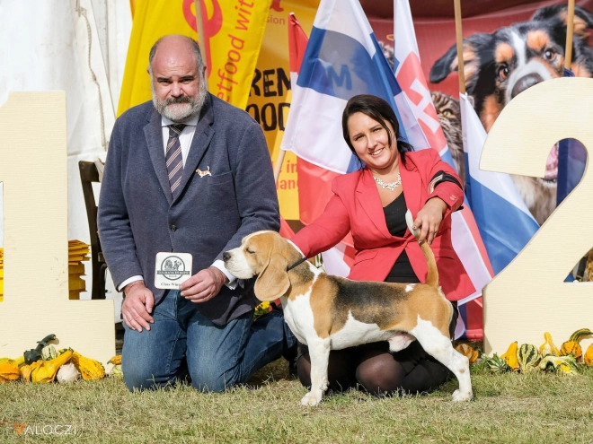 Perros Beagle en venta