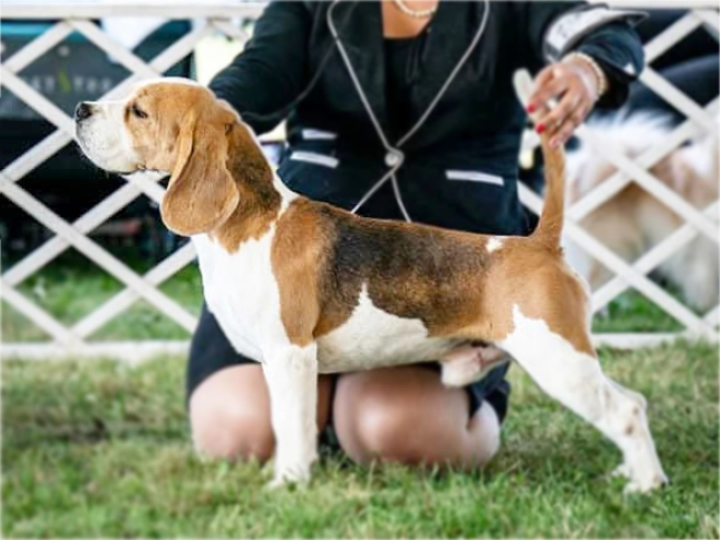 Perros Beagle en venta