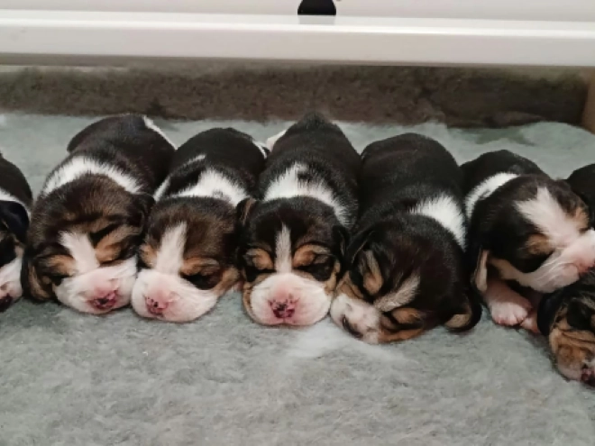 Beagle Welpe kaufen