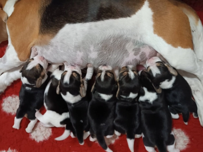 Beagle Welpe kaufen