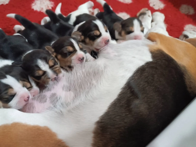 Beagle Welpe kaufen