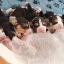 Promising litter, tricolor Beagle Welpen kaufen