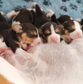 Beagle Welpe kaufen