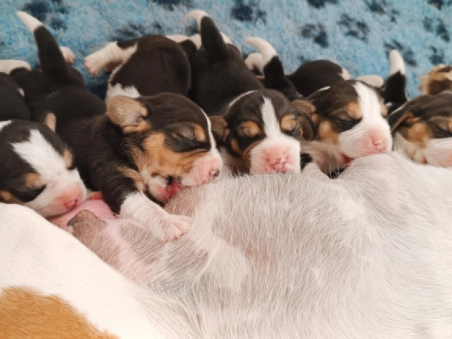 Beagle Welpe kaufen