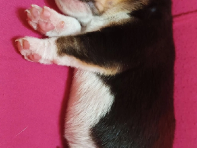 Beagle Welpe kaufen